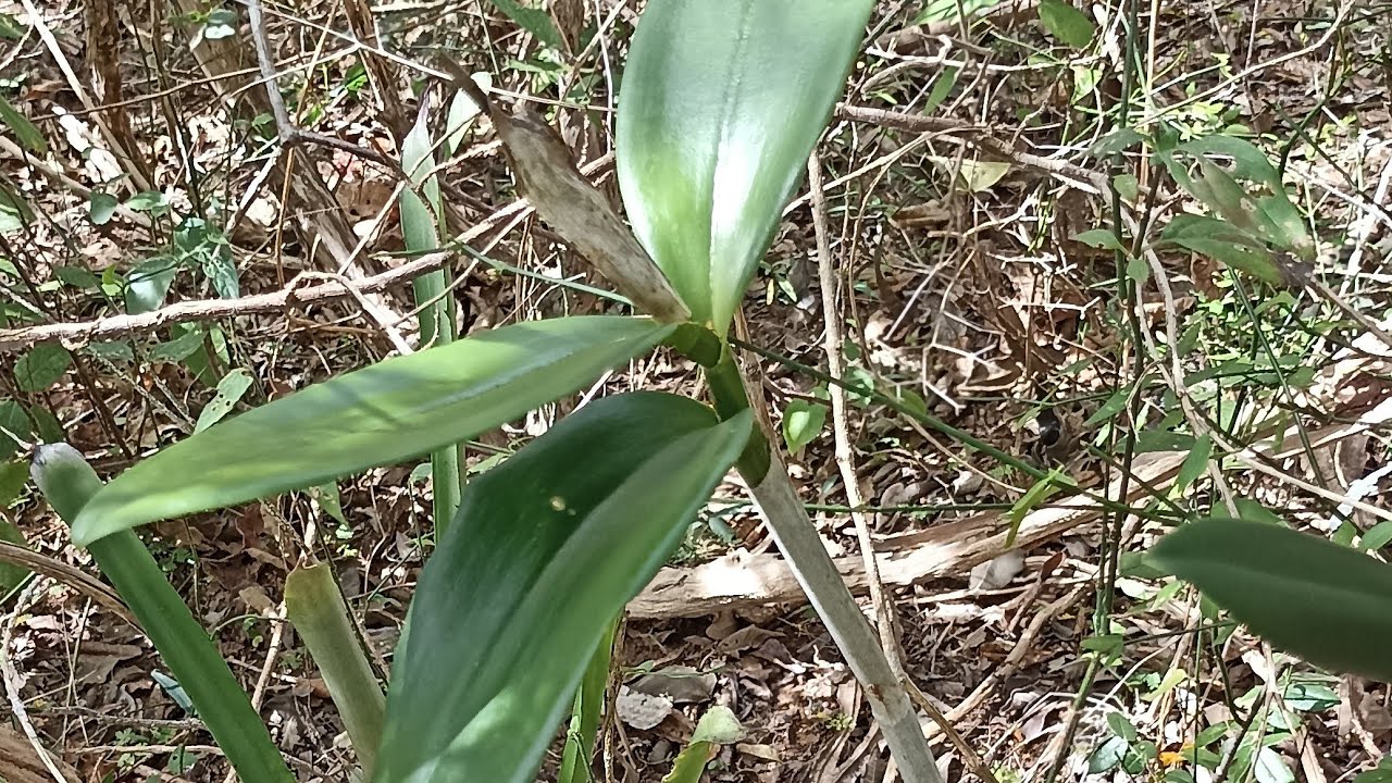 MUITAS ORQUÍDEAS NO SEU HABITAT NATURAL #orquídeas #raízes #cattleya #encyclia #catasetum