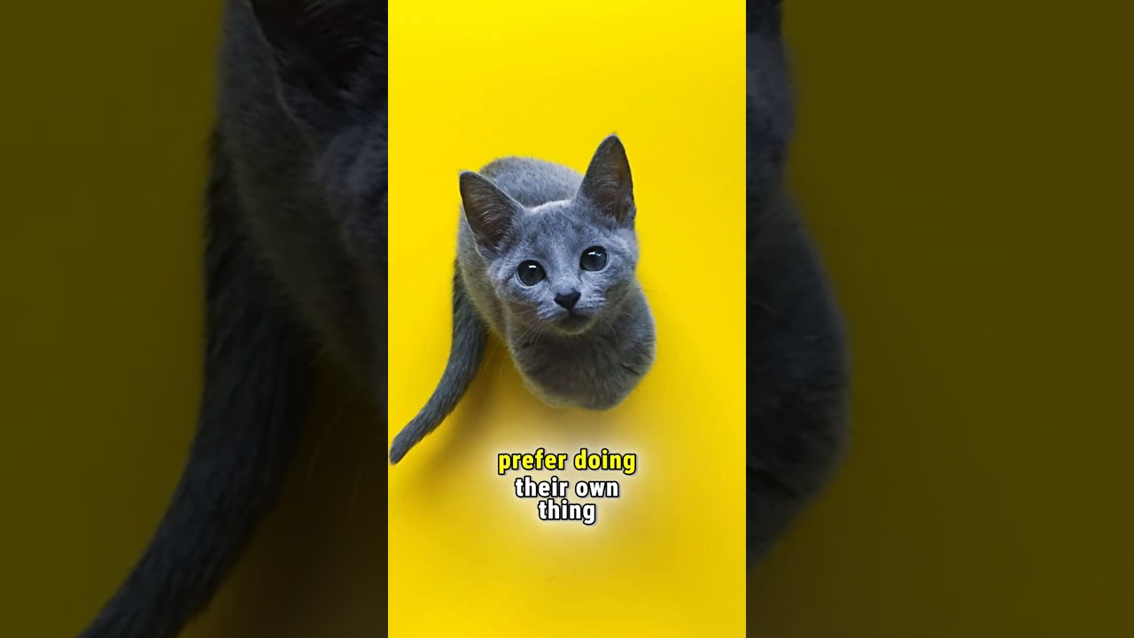 Top 5 Independent Cats You&rsquo;ll Love!