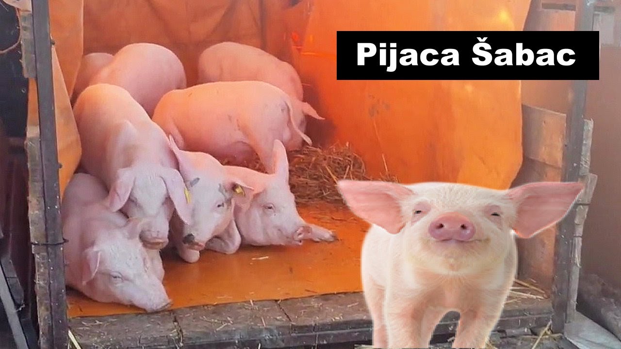 Stočna pijaca  Šabac