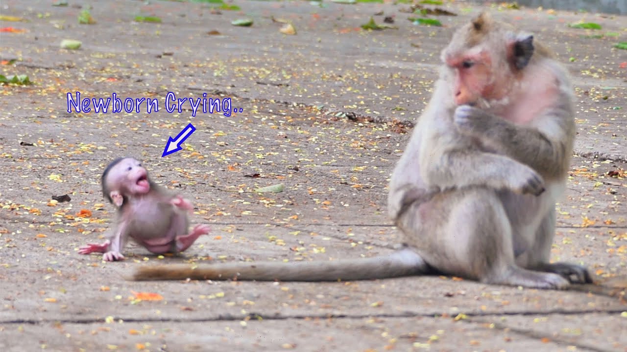 Lazy Baby Crying So Much  Angry Mom Leave Him Alone _ Baby Can&rsquo;t Follow Mom ,Need Mom Pick Up