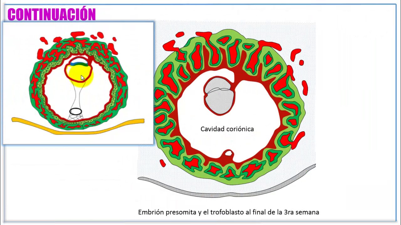 Tercera semana de desarrollo embrionario
