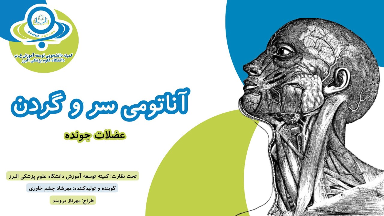 آناتومی عضلات جونده - سر و گردن