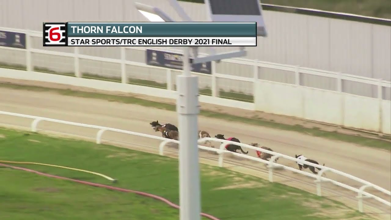 2021 GREYHOUND DERBY FINAL - THORN FALCON