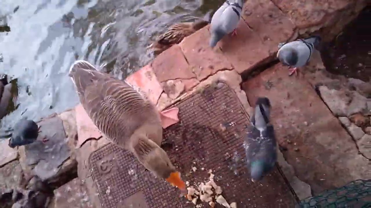 #duckmallard #geese #ruddyshelduck  eating and moments fights 🌹🌹