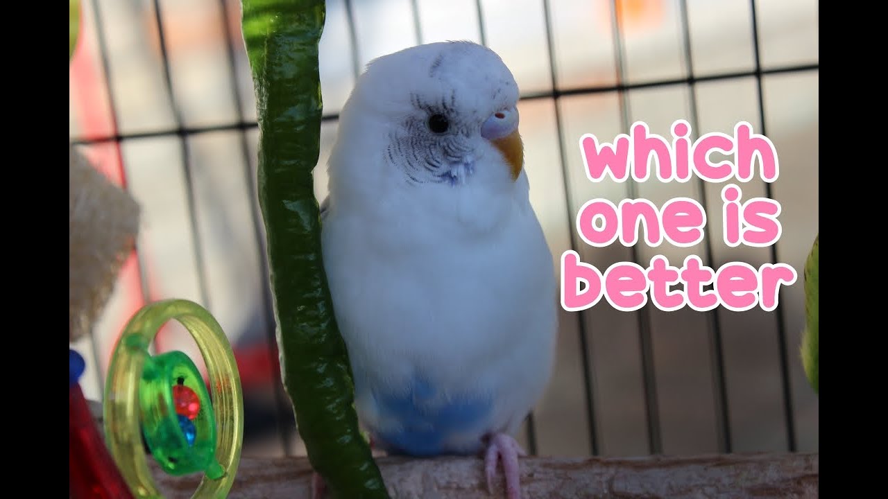 Does a Male or Female Budgie Make a Better Pet? 💡