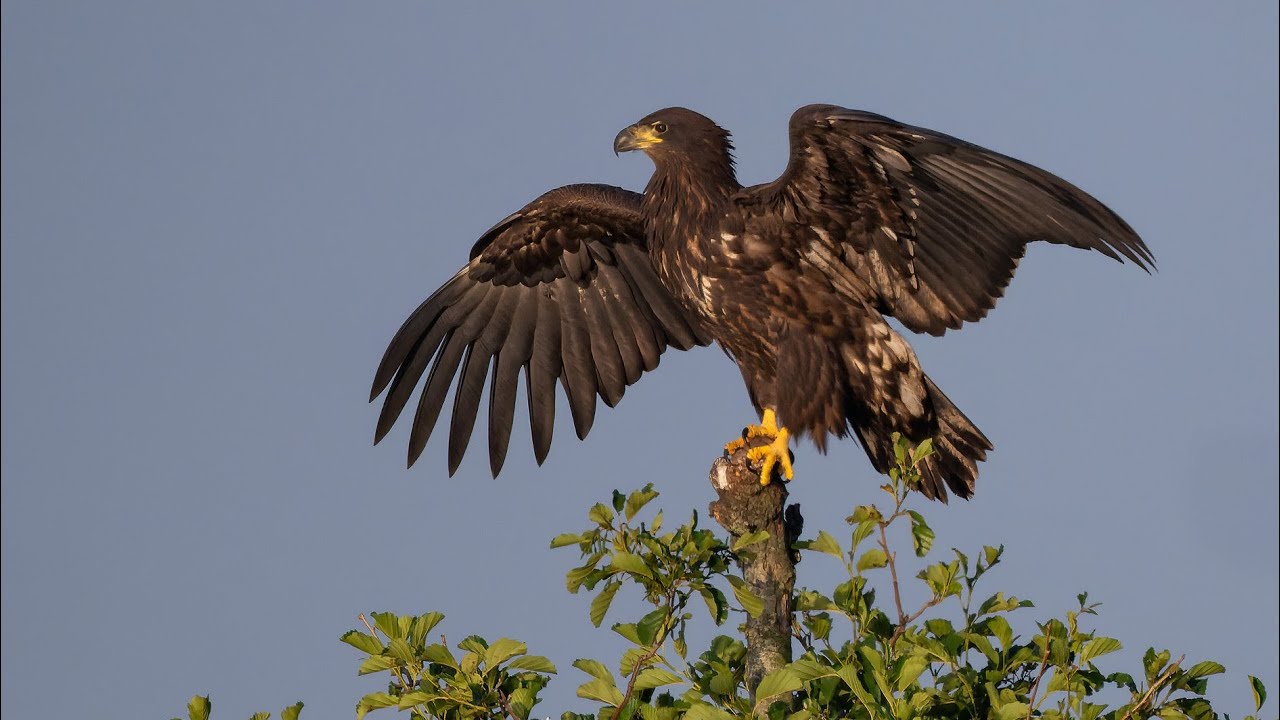 Europese zeearend - white-tailed eagle