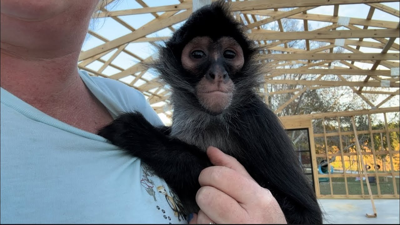 Let’s chat about the monkey house & watch them play 🩵 #monkeys #animals #pets