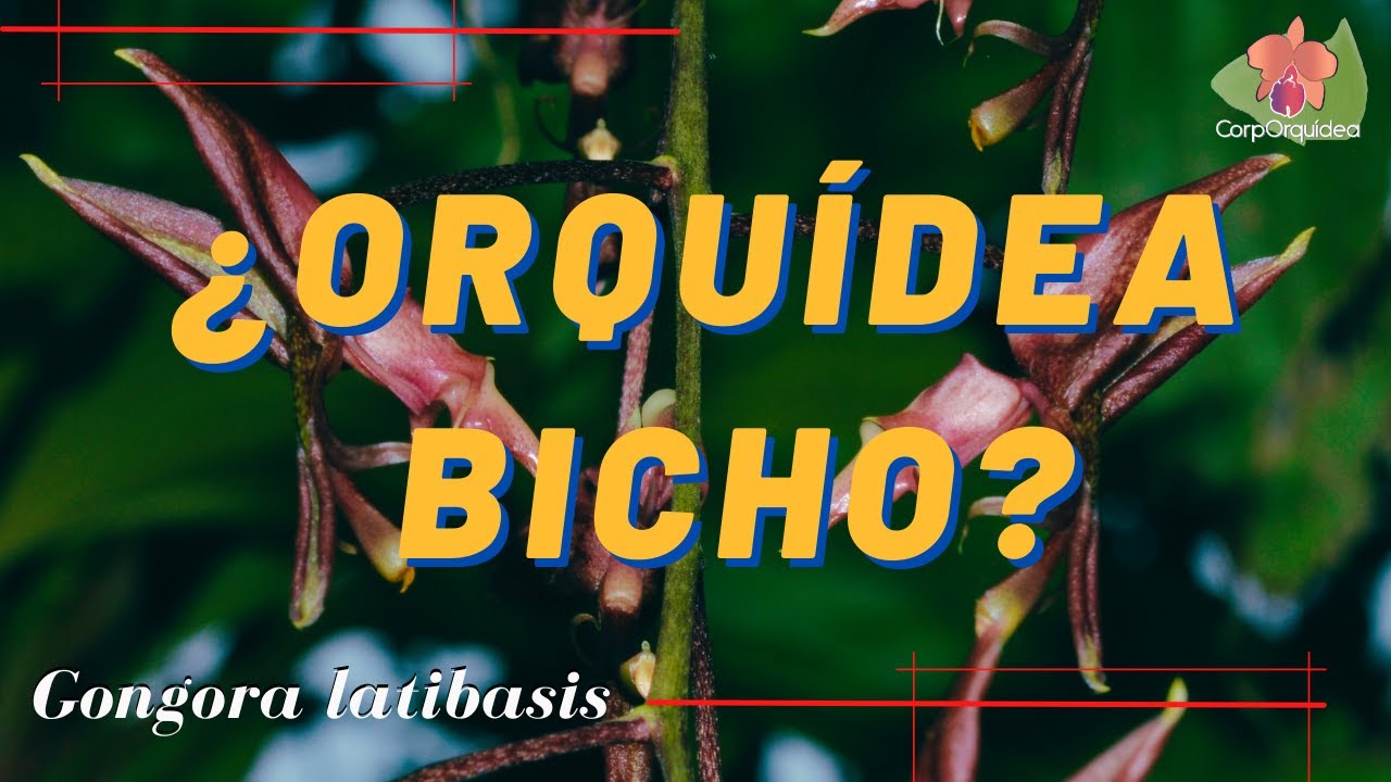 ORQUÍDEA BICHO🦗 - Gongora latibasis - Corporquídea