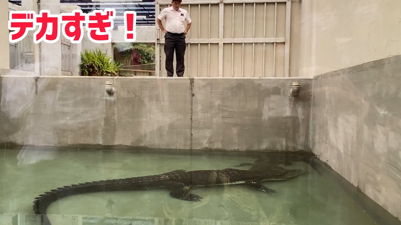 日本一大きいワニを見に行った！【静岡県河津　iZooさん】