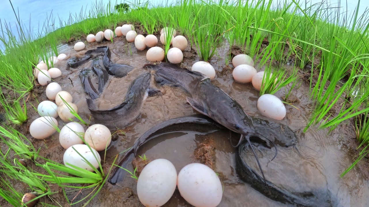 catch a lot of fish in water and pick duck eggs under the straw by hand