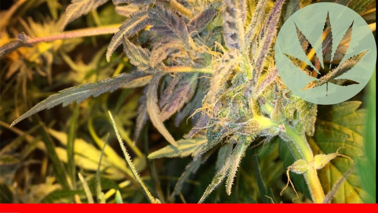 Big Buddha Cheese - All About This Strain