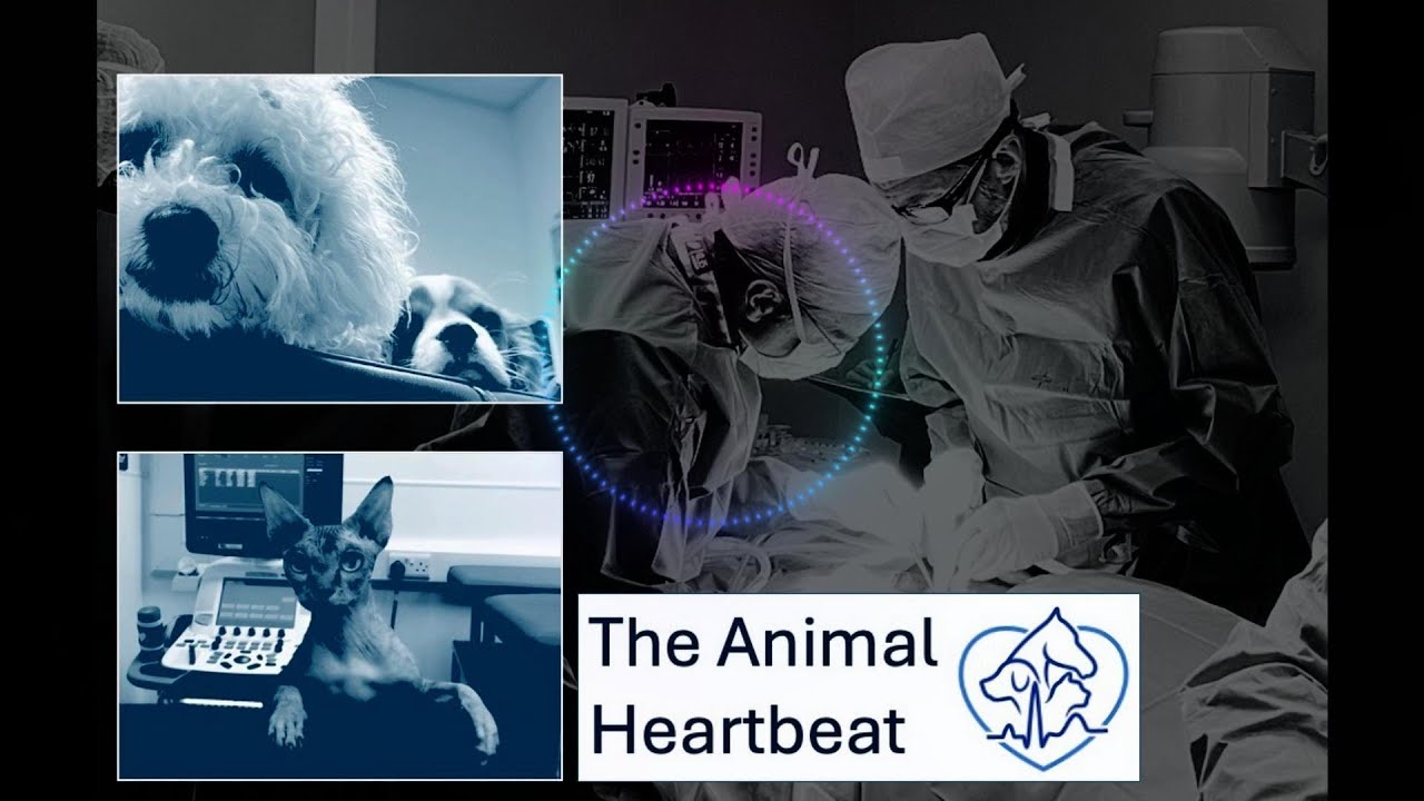 S1 The 12 Heart Diseases of Christmas