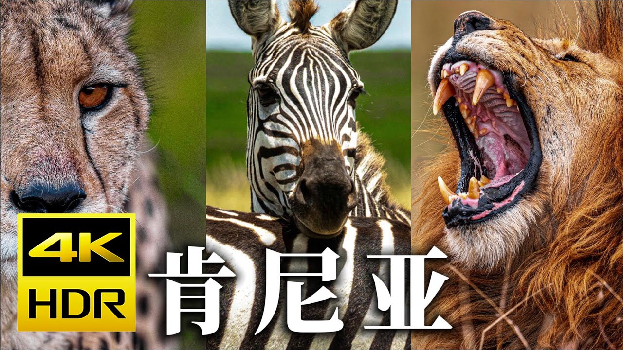 镜头里的非洲：有点野 有点酷｜肯尼亚｜摄影旅行｜ 4K HDR 纯享版