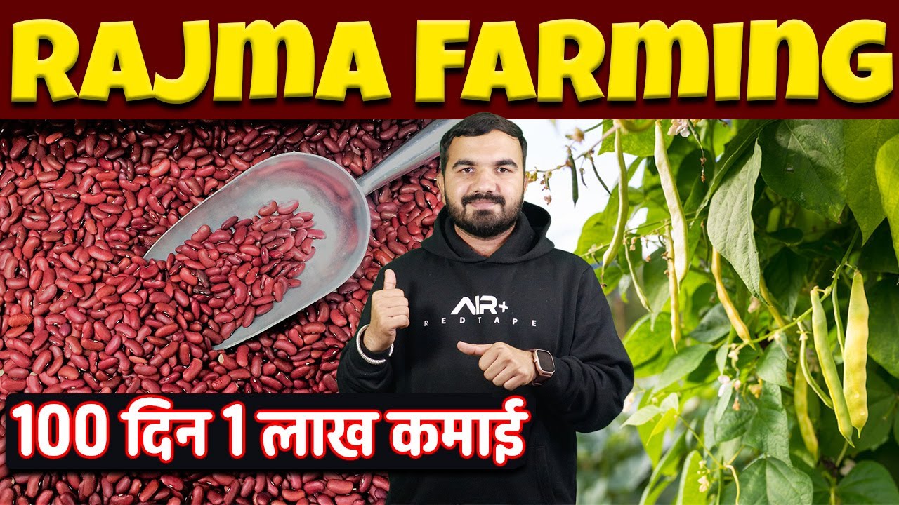 Rajma ki kheti | Kidney bean Farming | Rajma variety | Rajma Plant | kidney bean cultivation | Rajma
