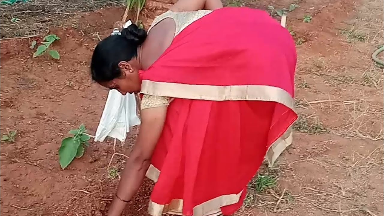 கொட்ட முத்து பத்தி பதிவு   👌 #விவசாயம் #விவசாயி #agriculturalsystem #YouTubevideo @Harinisha விவசாயி