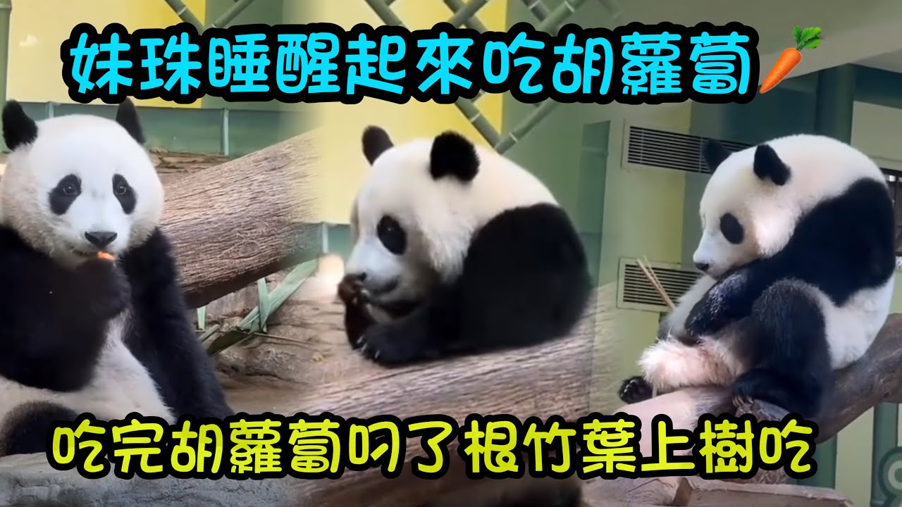 威哥給妹珠換竹子，給妹珠胡蘿蔔窩窩頭，但是妹珠不想出去外場，在門口看了一下又回回來了#大熊貓妹珠 #熊貓妹豬 #panda #cutepanda 