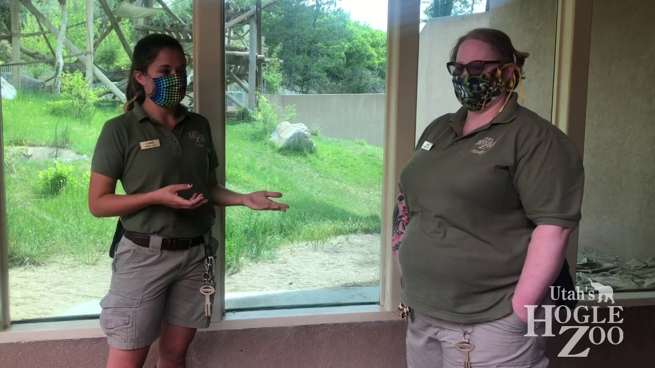 Jabali’s Maternal Behaviors - Baby Gorilla Series at Hogle Zoo