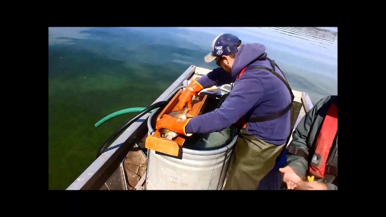 DNR fish survey on Chain O' Lakes