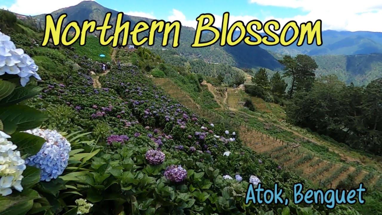 Lets go to Northern Blossom | Atok,  Benguet | An amazing Flower Farm with drone video #philippines