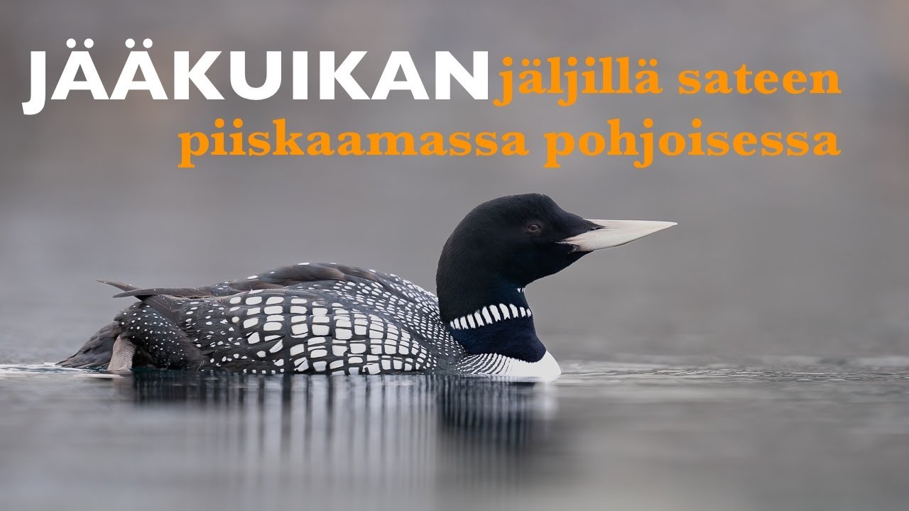 JÄÄKUIKAN jäljillä sateen piiskaamassa pohjoisessa