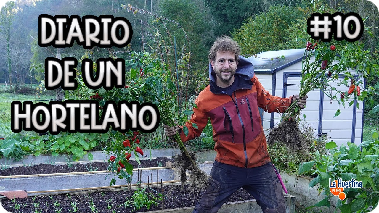 Diario De Un Hortelano #10 - Cosecha De Kiwanos, Plantar Ajos Y limpiar Bancal De Pimientos