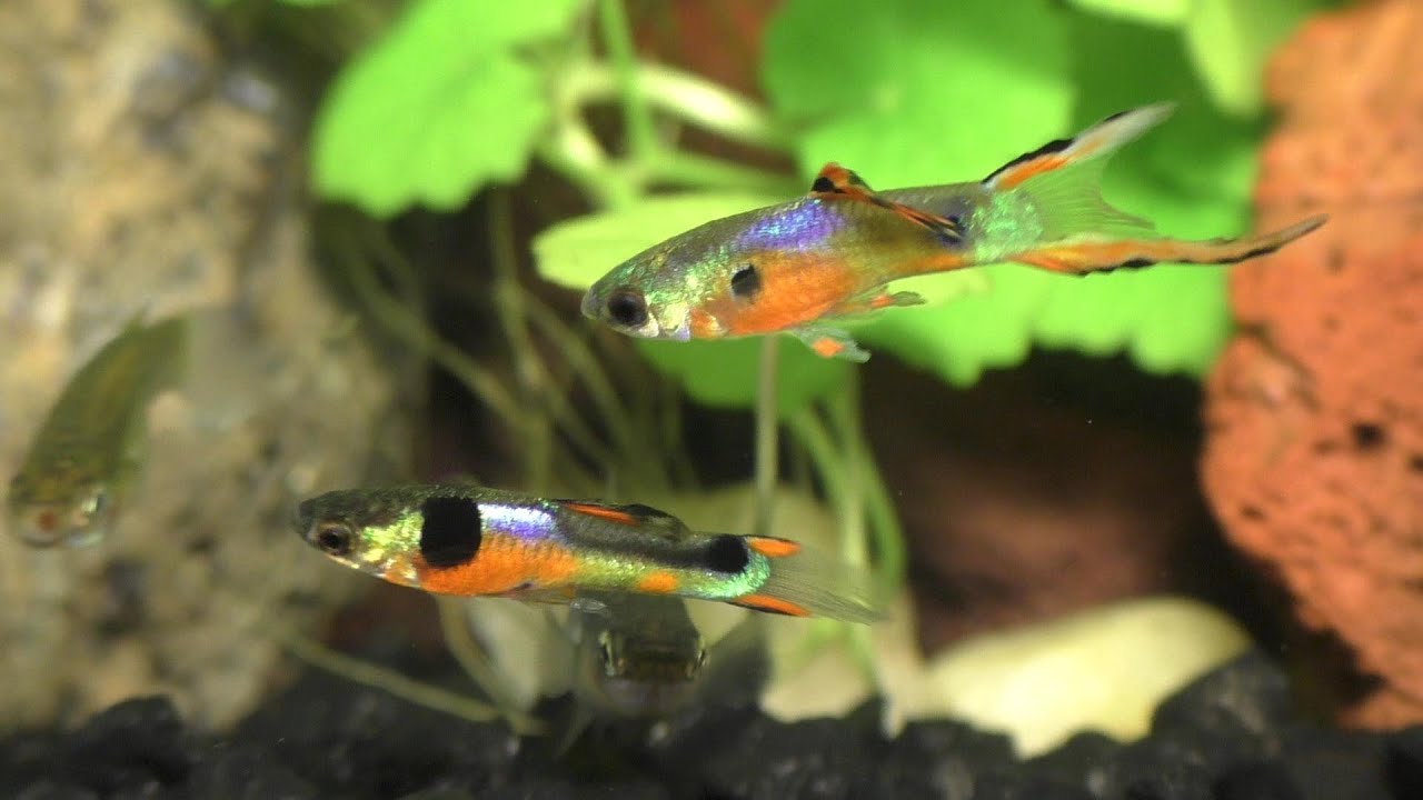 Breeding Displays of the Endler / Guppy Hybrid