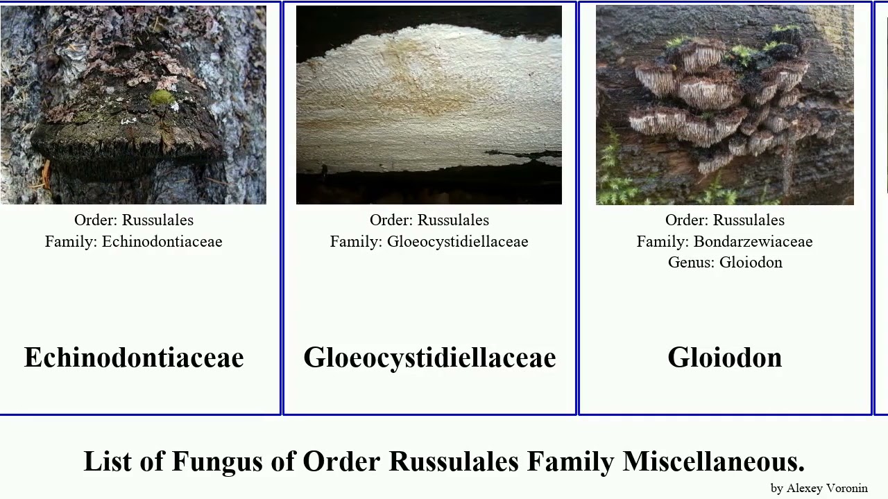 Fungus of Order Russulales Family Miscellaneous heterobasidion scytinostroma occidentale odoratum