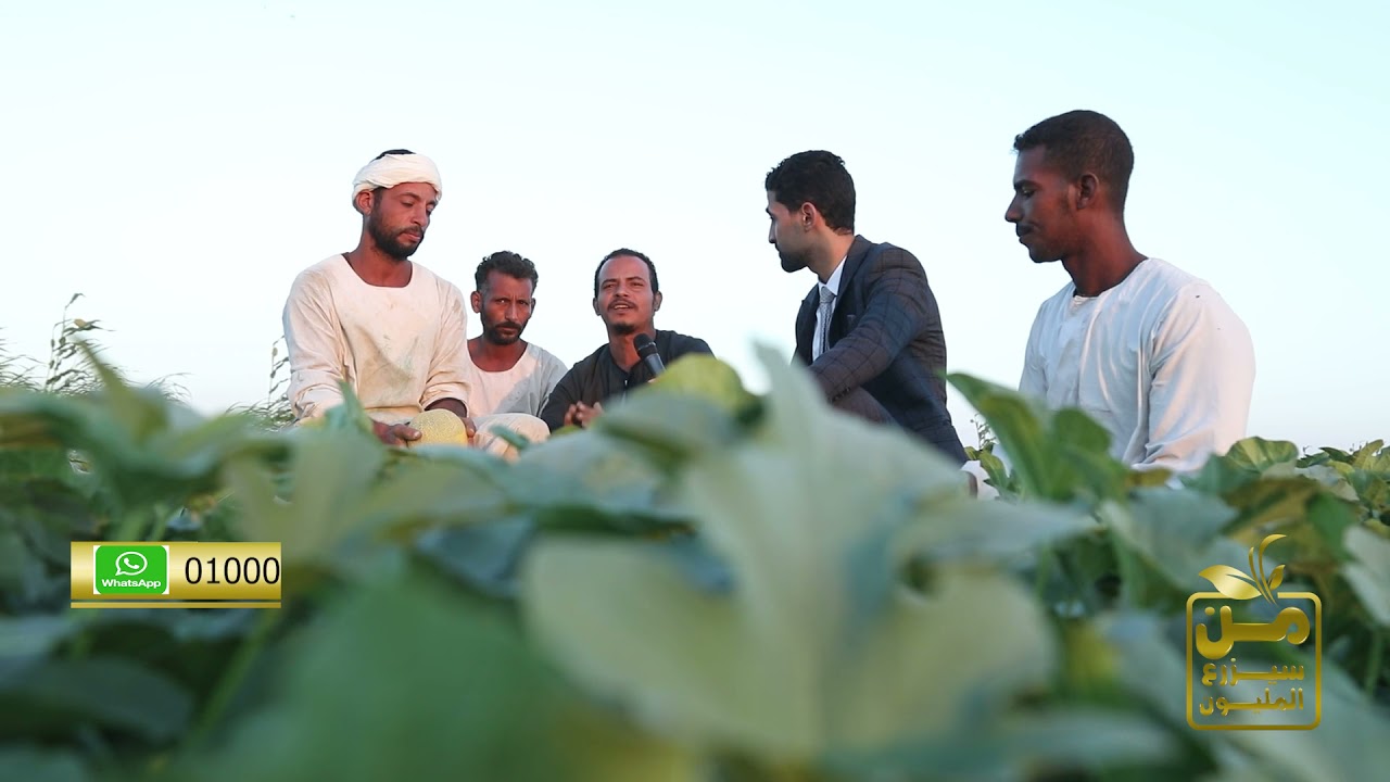 وسط الغيط.. قعدة مع فلاحين الأقصر وحديث صريح عن مشاكل الزراعة