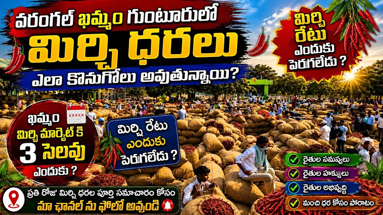 13/06/2026 khammam mirchi market price khammam mirchi market today #dharalu #mirchi#mirchiratetoday