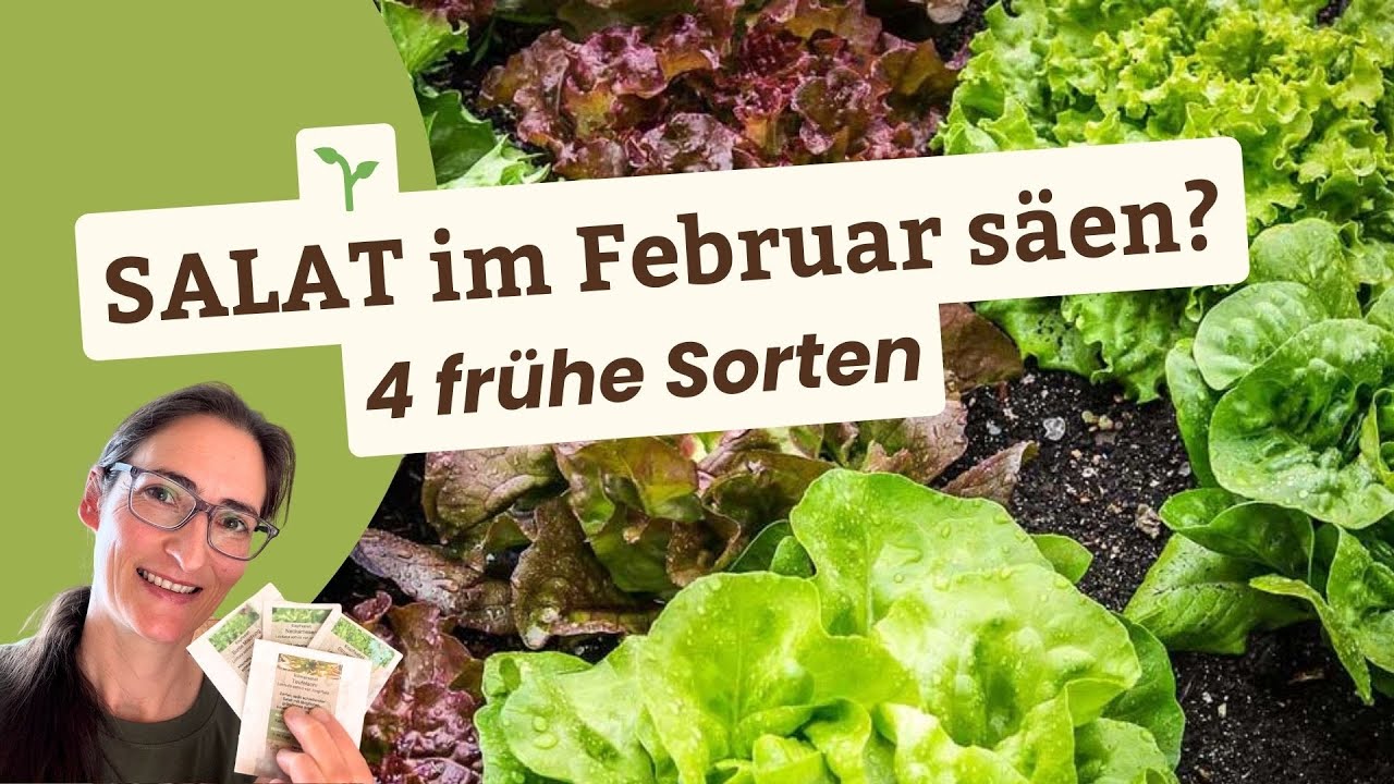 Frühe Salataussaat: Diese 4 Sorten eignen sich