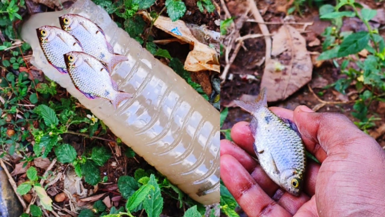 How to make easy water bottle fish trap || fishing || fish trap || water bottle || how to make ||