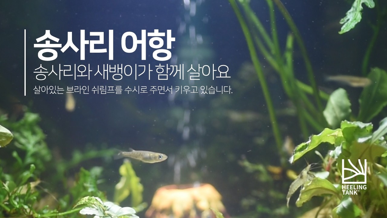 송사리 어항 힐링타임(생브먹는 모습)