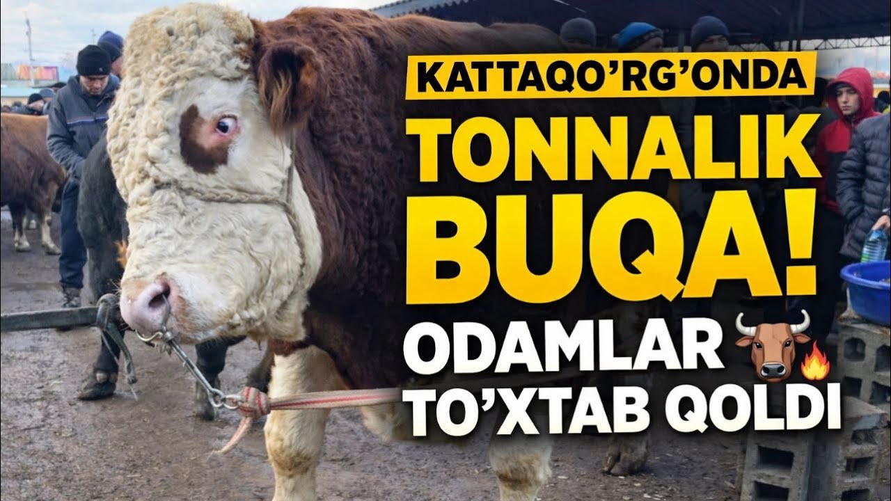 SAMARQAND KATTAQURGON MOL BOZORI BUGUN ROSA KUP MOL TUSHGAN