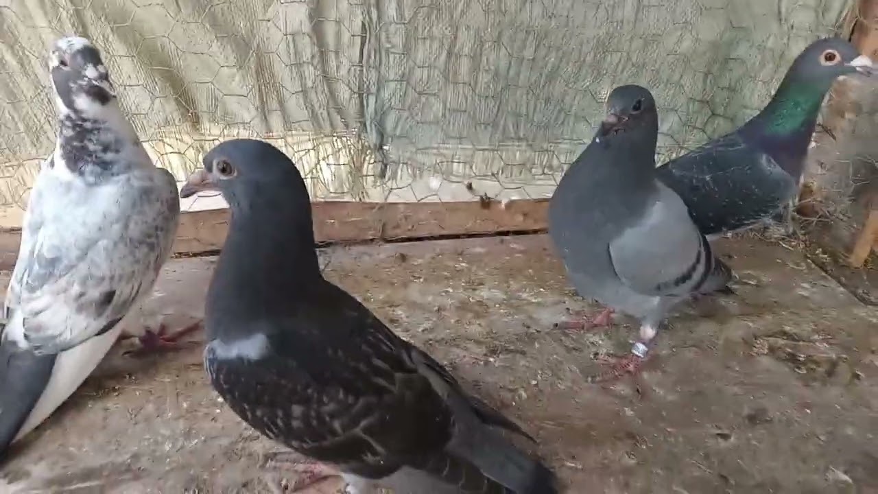 Am pui la toate perechile