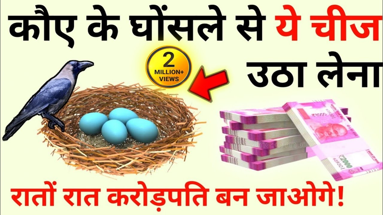 कौए के घोंसले से ये चीज एक बार उठा लाये तो आपका रातों रात करोड़पति बनना निश्चित हो जायेगा #crowstory