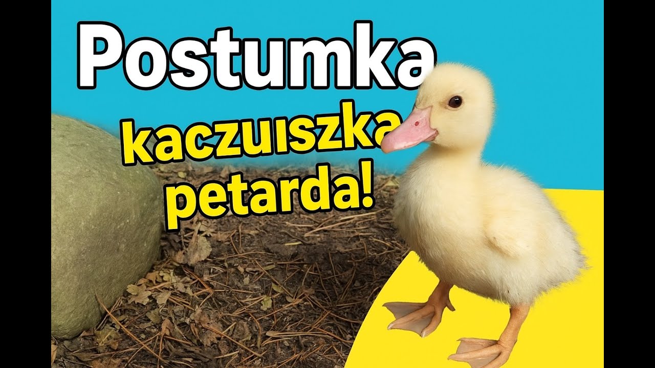 Kaczki kontra Postumka: Różnica, która zaskakuje. Historia małej kaczki, która podbija pastwisko.