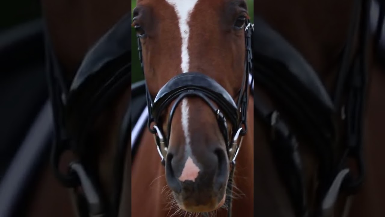 Dressage riders love Lara Tweedie bridles #horse #equestrian #dressage #horsegirl