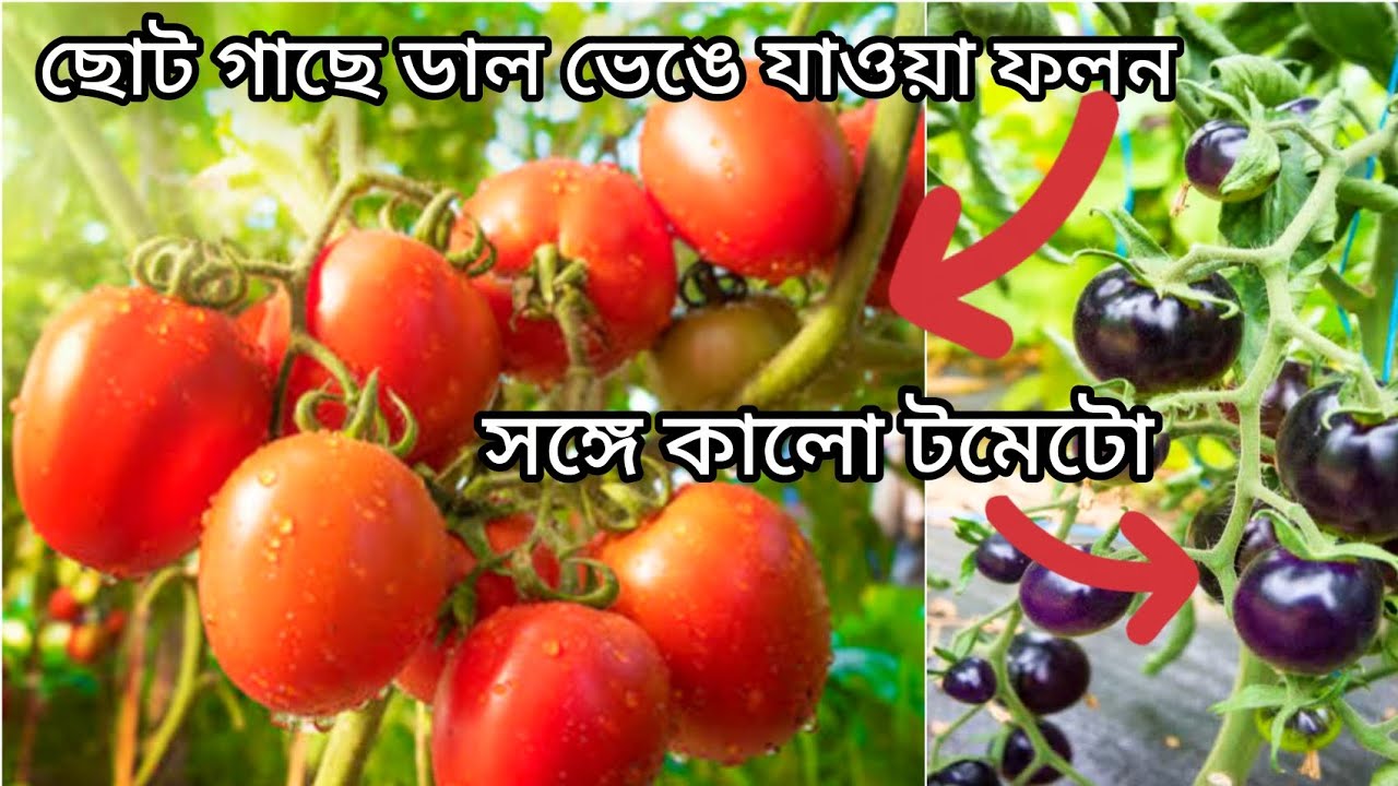 ছাদ বাগানে টমেটোর ডাল ভাঙা ফলন। একদম জৈব উপায়ে টমেটোর বাম্পার ফলন।