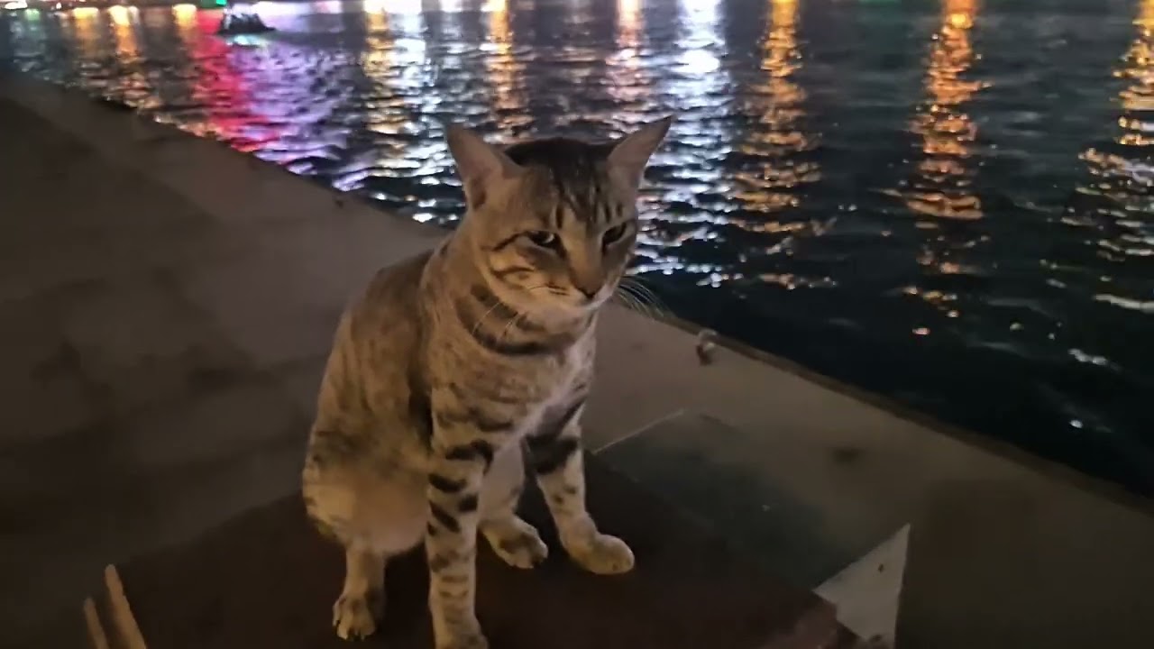 The cat is sleeping at the boat ferry creek