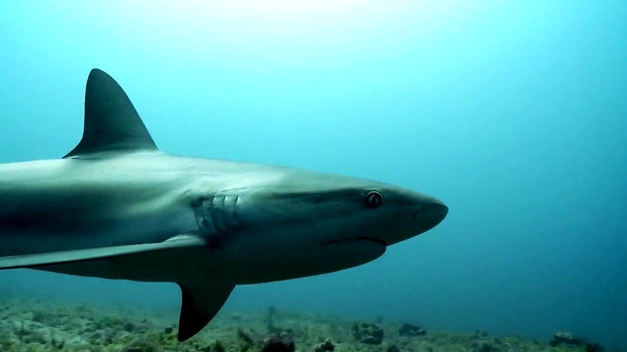Spearfishing with Sharks: Surviving Bull and Caribbean Reef Encounters