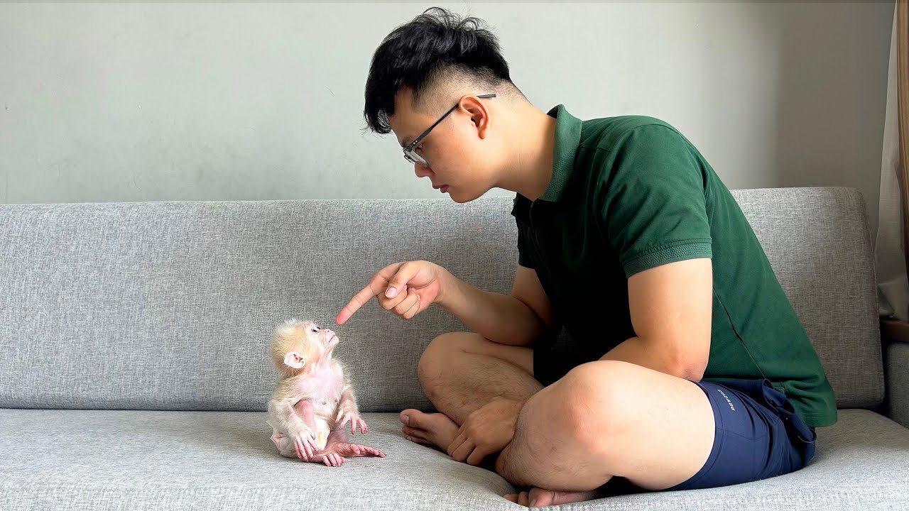 Monkey Baby Molly looks unwell causes Dad’s Brother blames Dad for neglect