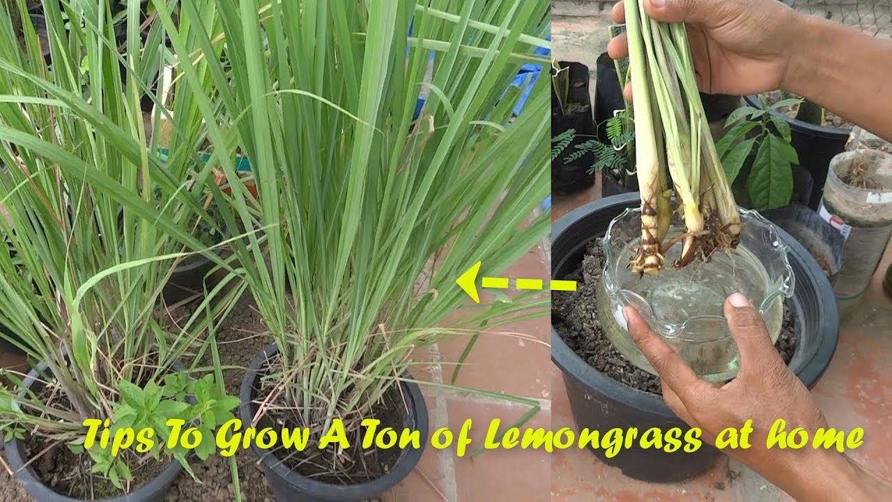 Tips To Grow A Ton Of Lemongrass At Home ( No need to buy anymore)