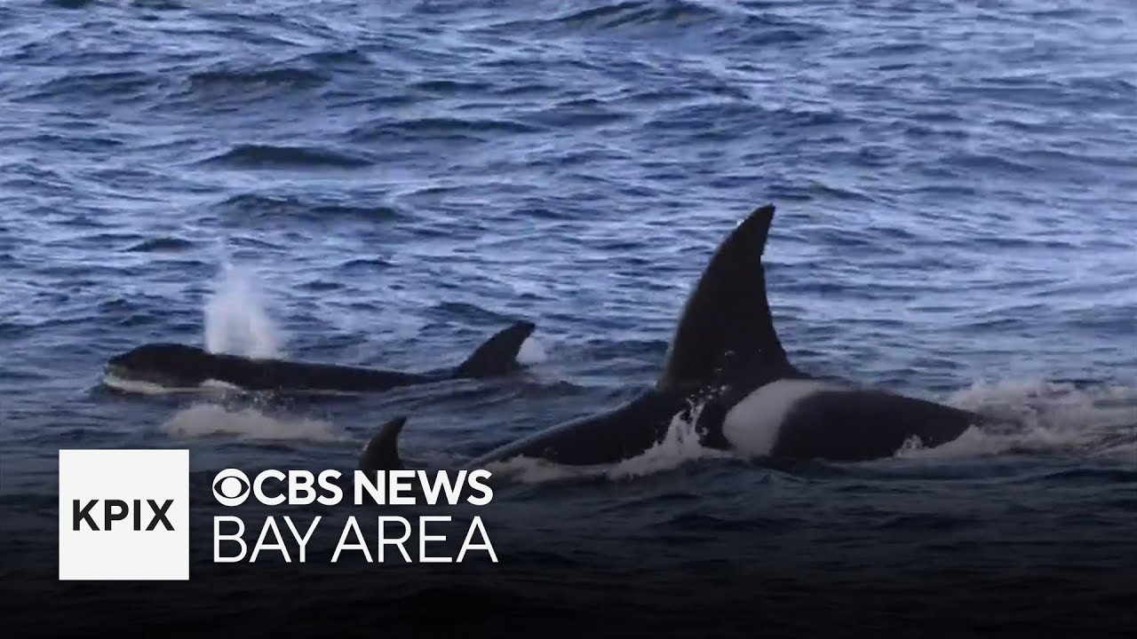 Monterey whale watching tours see more activity due to migration