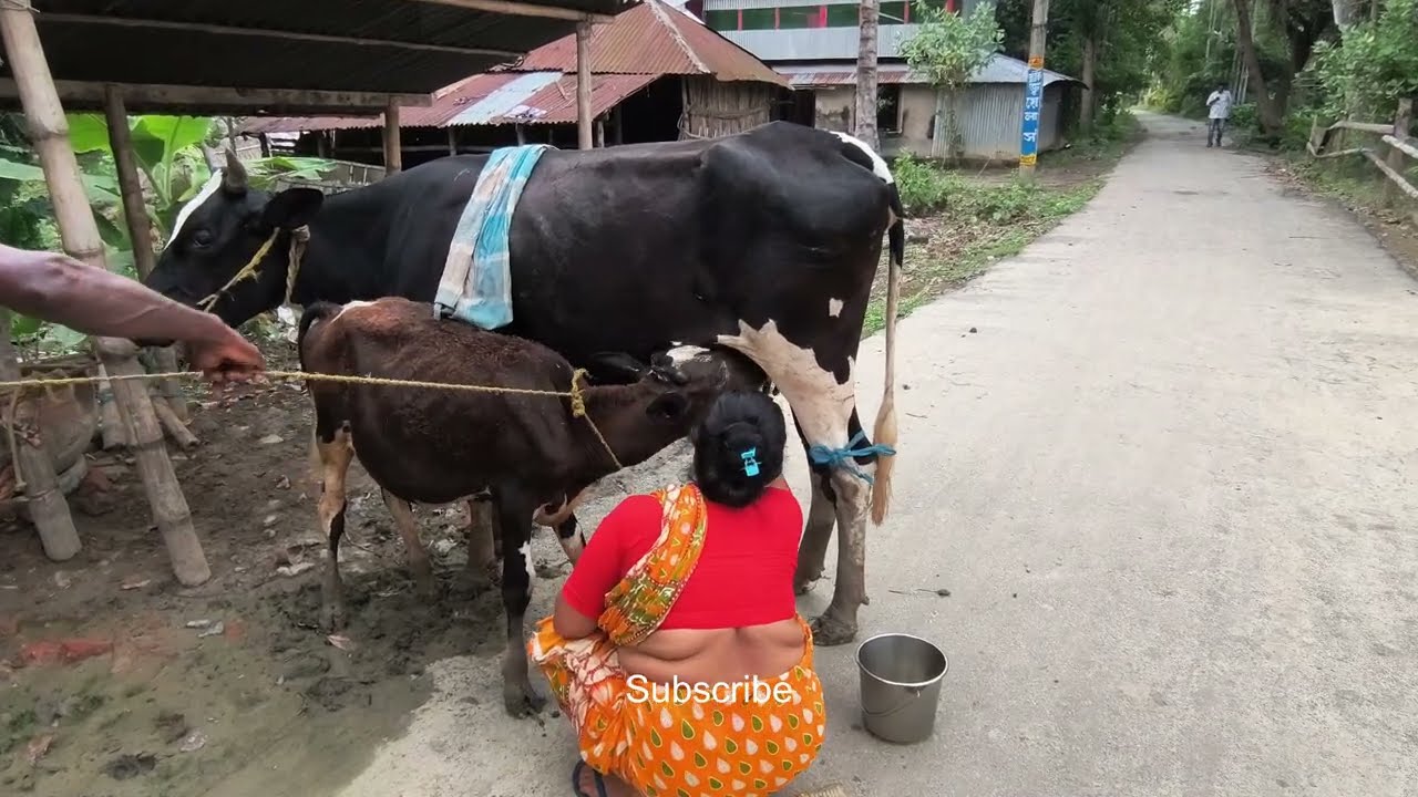 বাছুর দিয়ে দুধ আনা | গ্রামবাংলার চিরচেনা দৃশ্য | Milking Cow with Calf