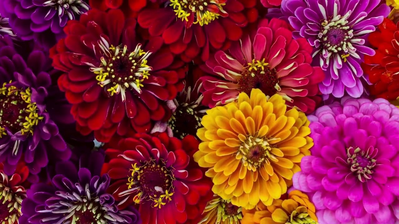 Zinnias & Classical Music | Garden Nature Video