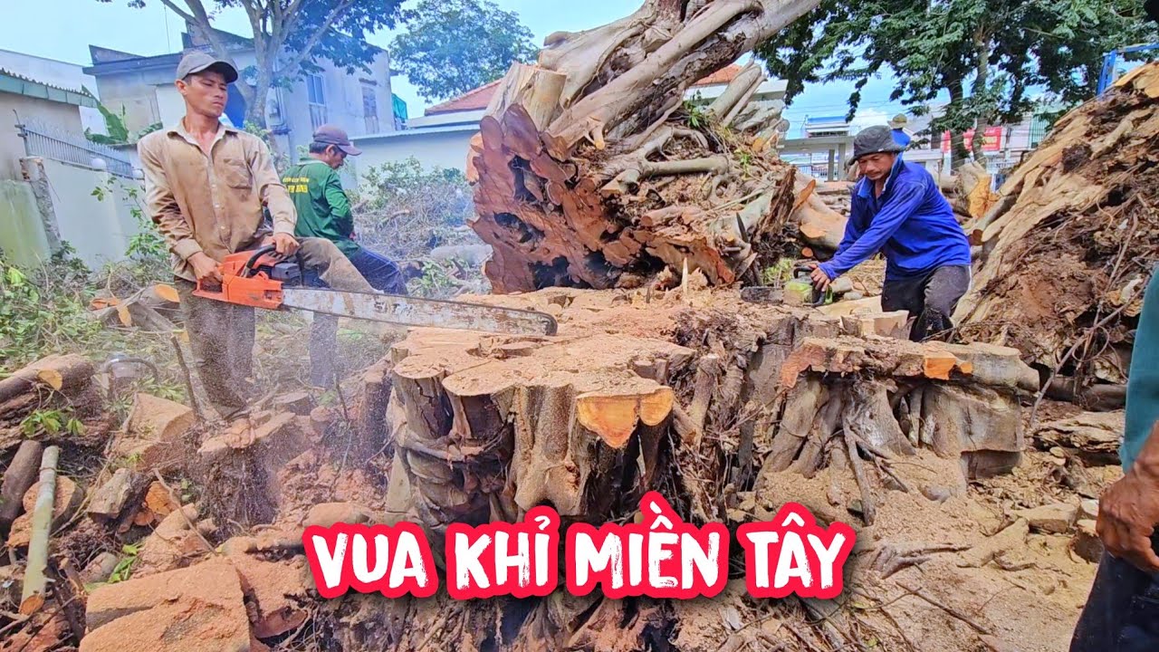 Chủ nhà thưởng nóng 500k cho cả nhóm Vua Khỉ, hoàn thành xuất sắc cây Đại Thụ Sộp, Gừa (Phần cuối).