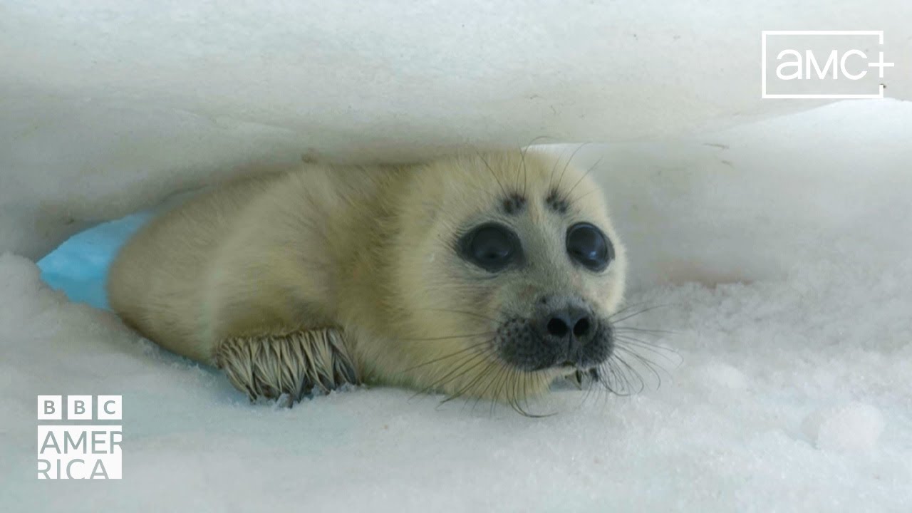 Baikal Seal Dens | Asia | BBC America