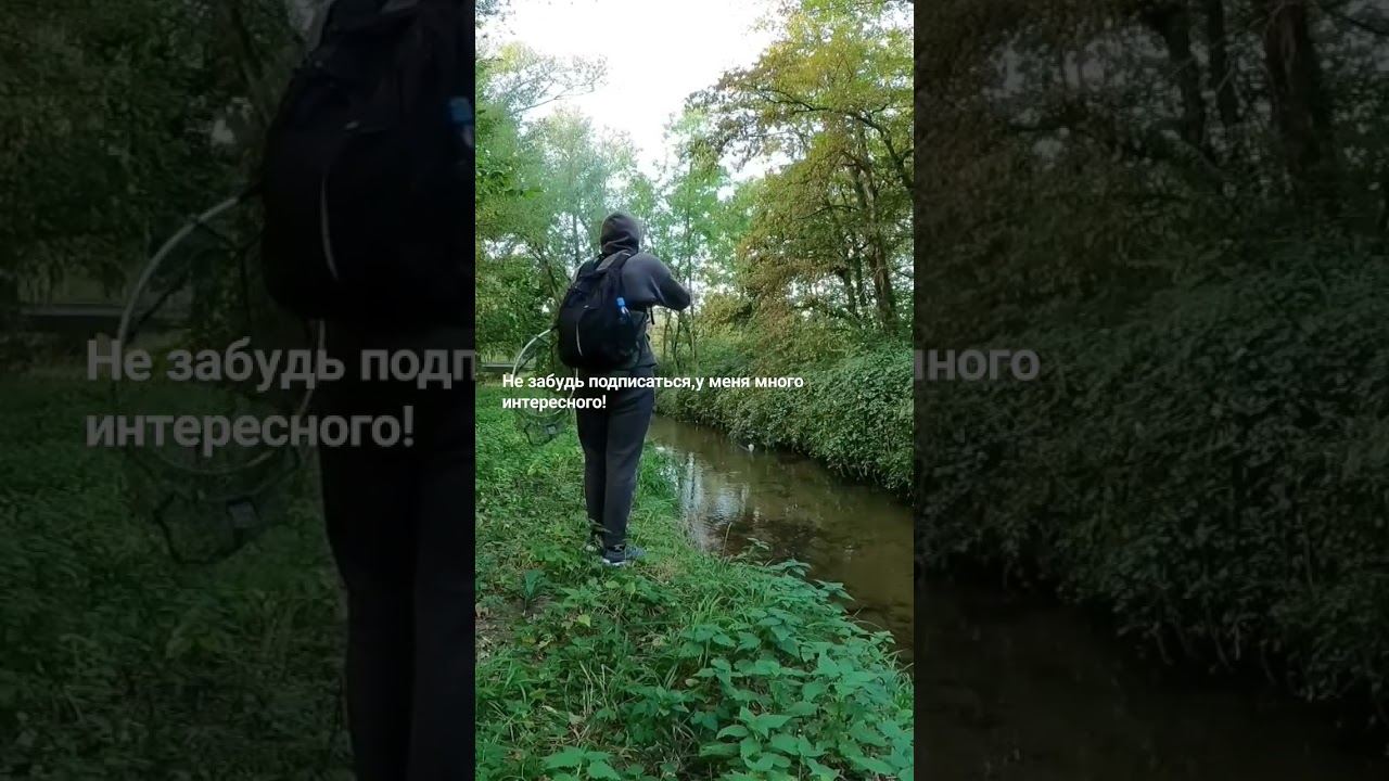 Форелевая РЫБАЛКА в горной речке! #fishing #reels #рыбалка