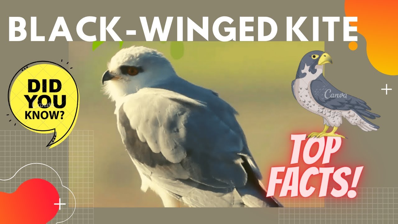 Black-winged Kite facts 🦅 Black-shouldered Kite 🦅 best known for hovering over open grasslands