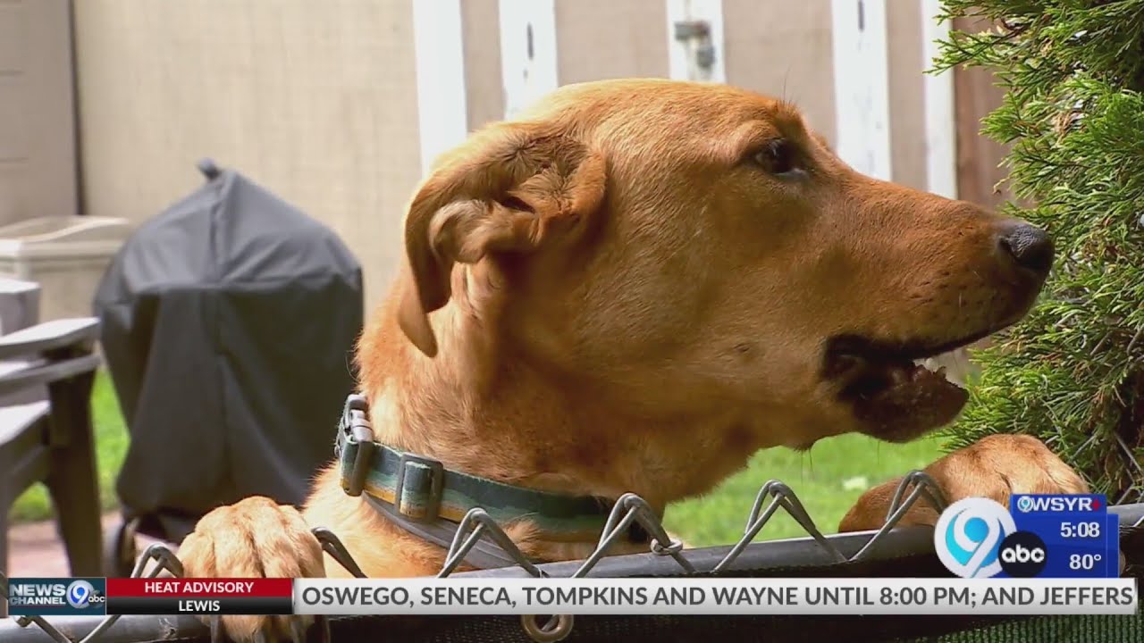 USPS dog bite awareness